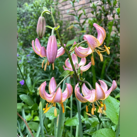 Ali’s This & That 🌸 - Picture 7 of 14